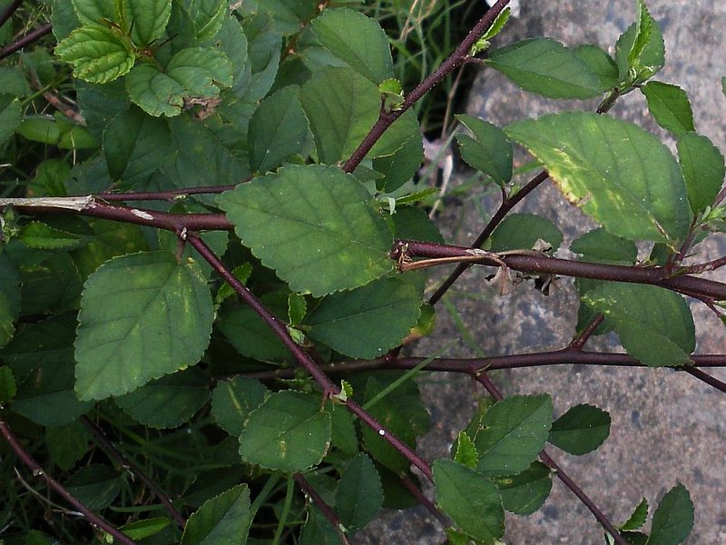 Alnifolia foliage